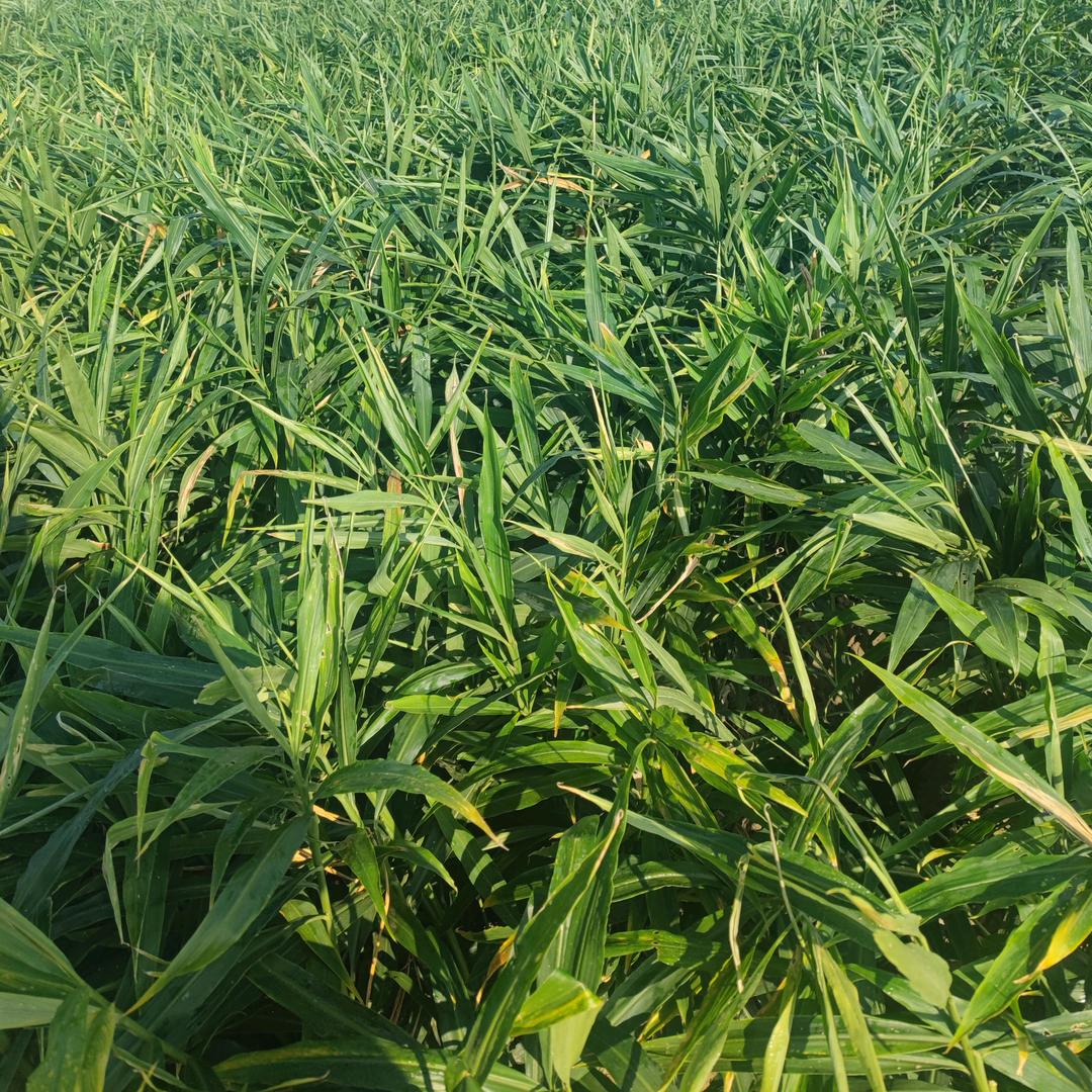 那一天的那一年