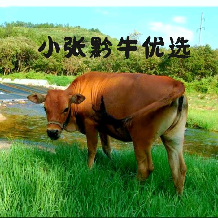 台江黔牛优选