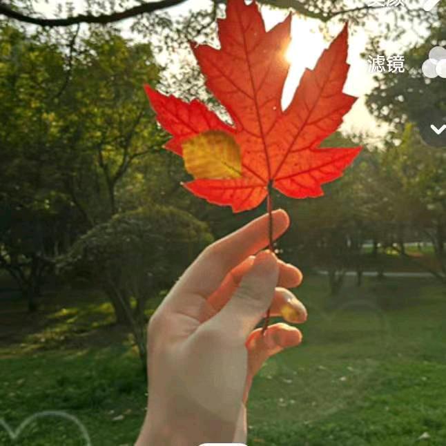 🌹🌹开心每一天🍀🍀