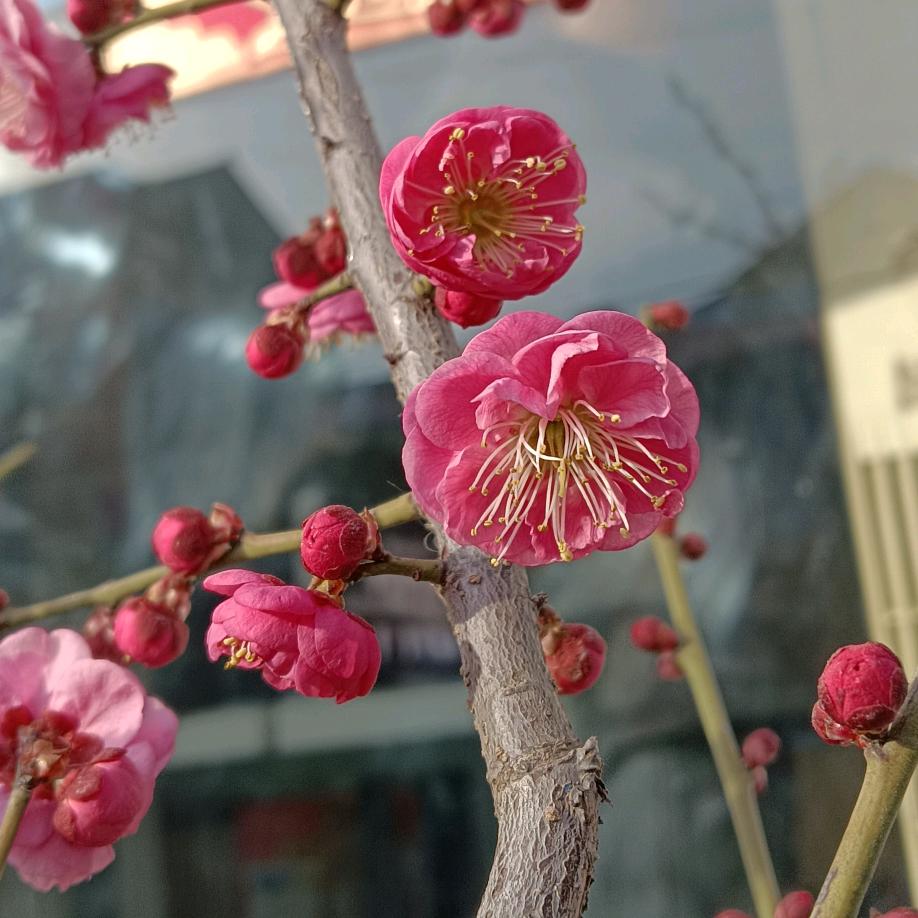 柠檬🍋吖2