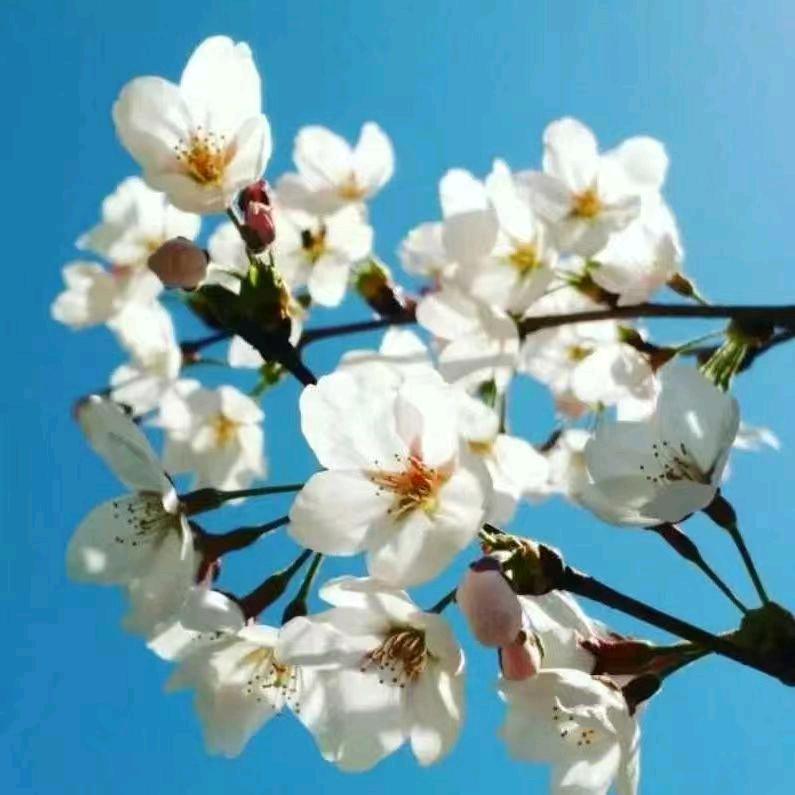 🌹八月桂花
