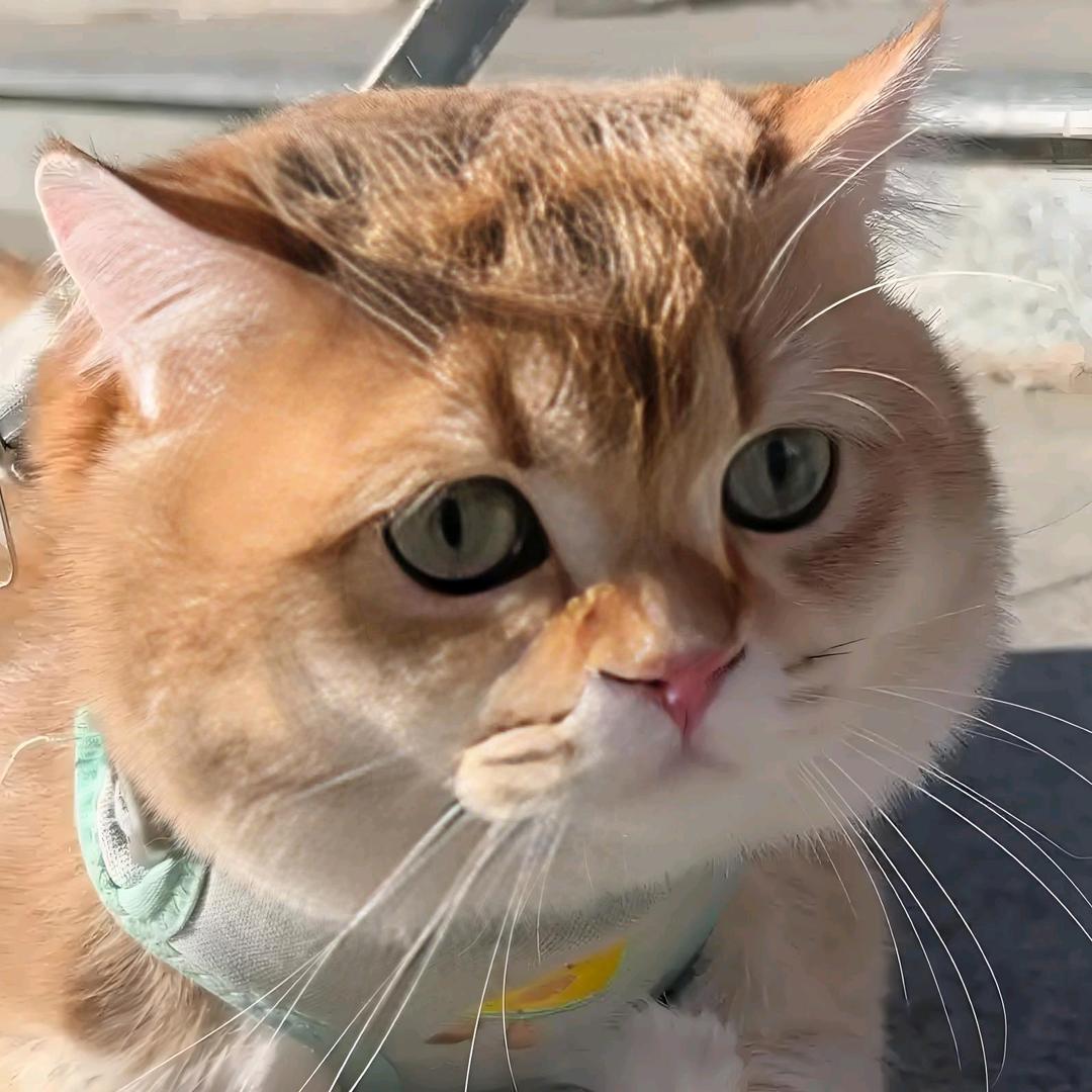 木木不是咪