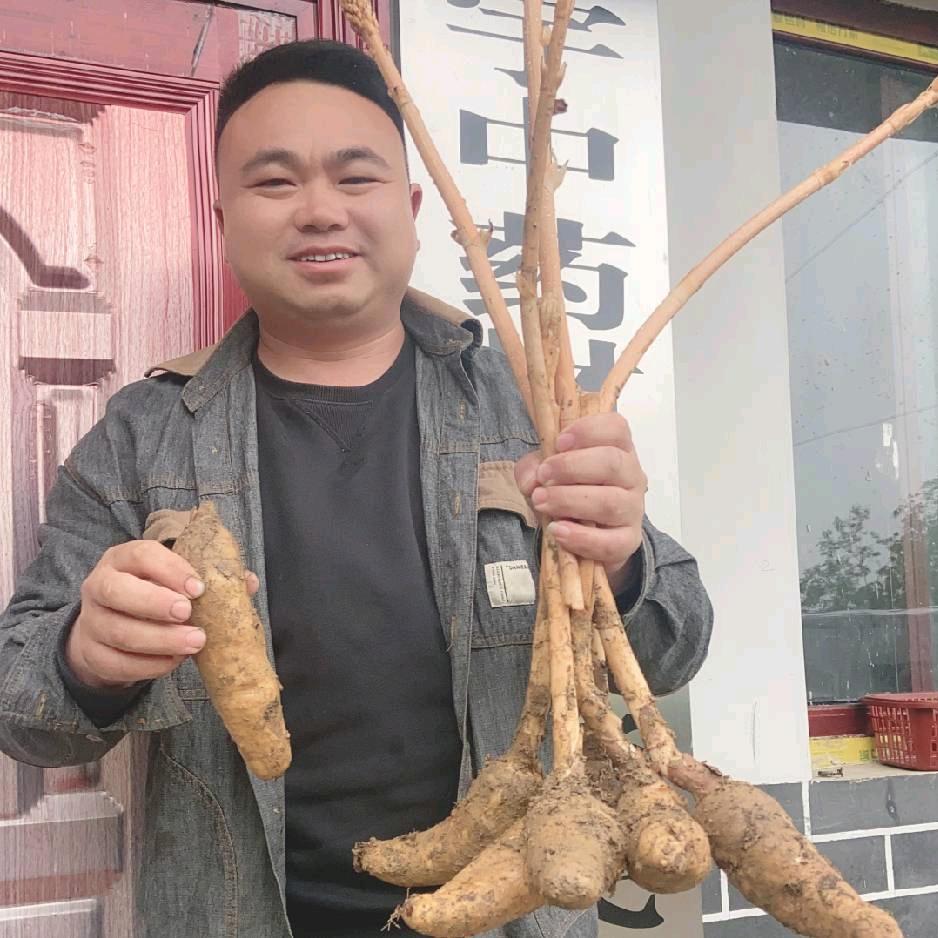 红豆杉
