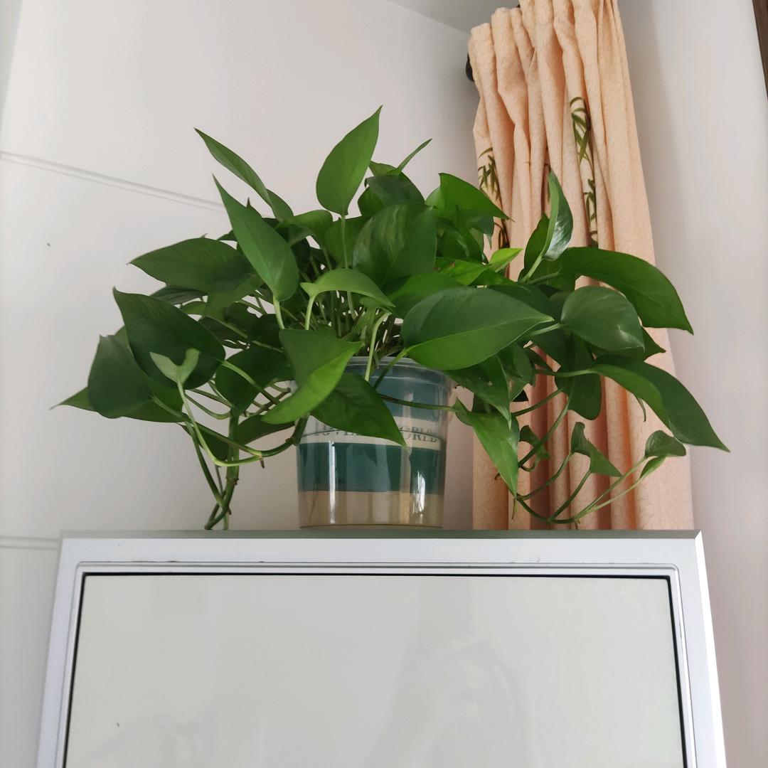 轻风飞扬