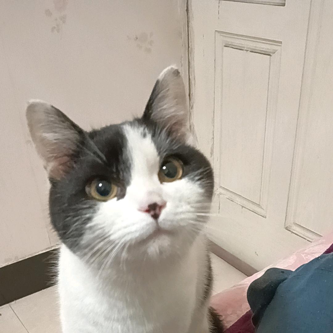 云云爱麦兜