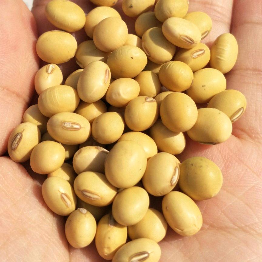 长年收购黄豆.下脚料
