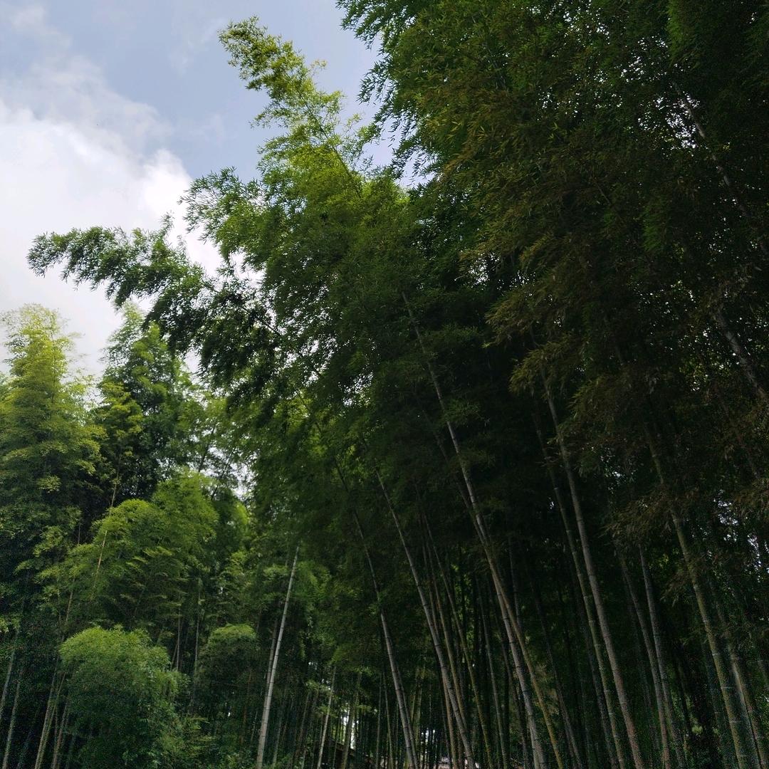 靜芯