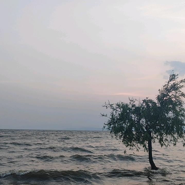 大樹