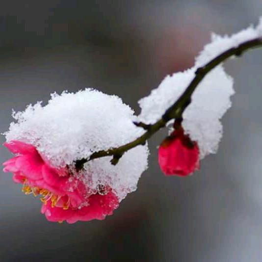 寒梅傲雪888