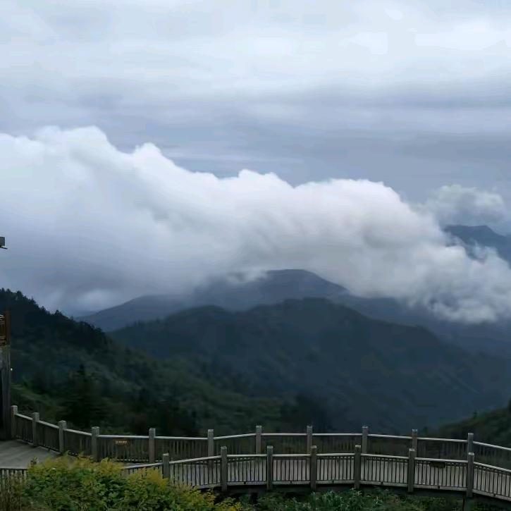 梧桐雨。