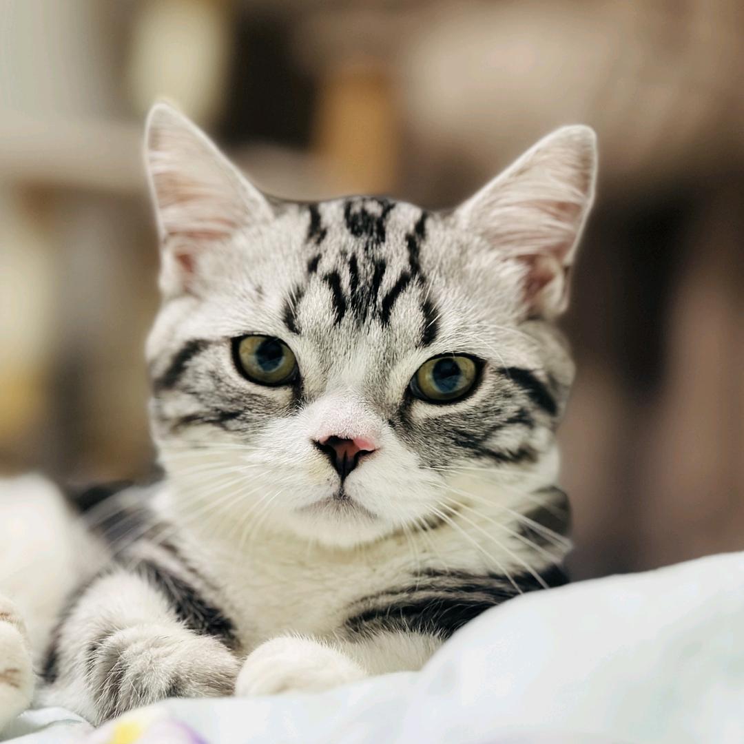 猫咪小土豆