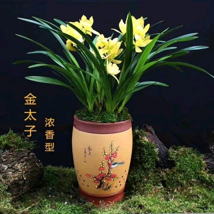 开心老头