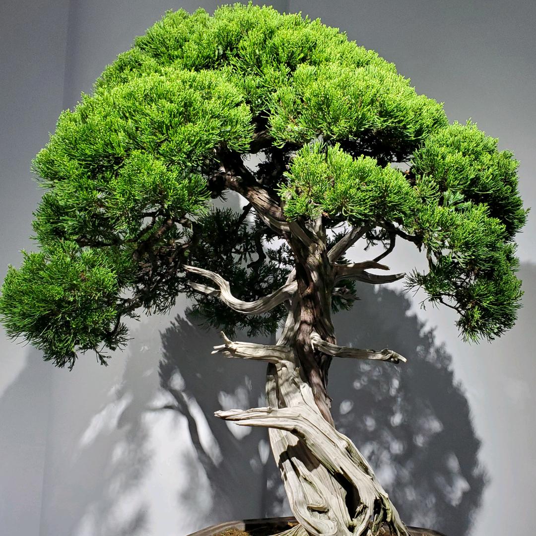 煜祥盆景