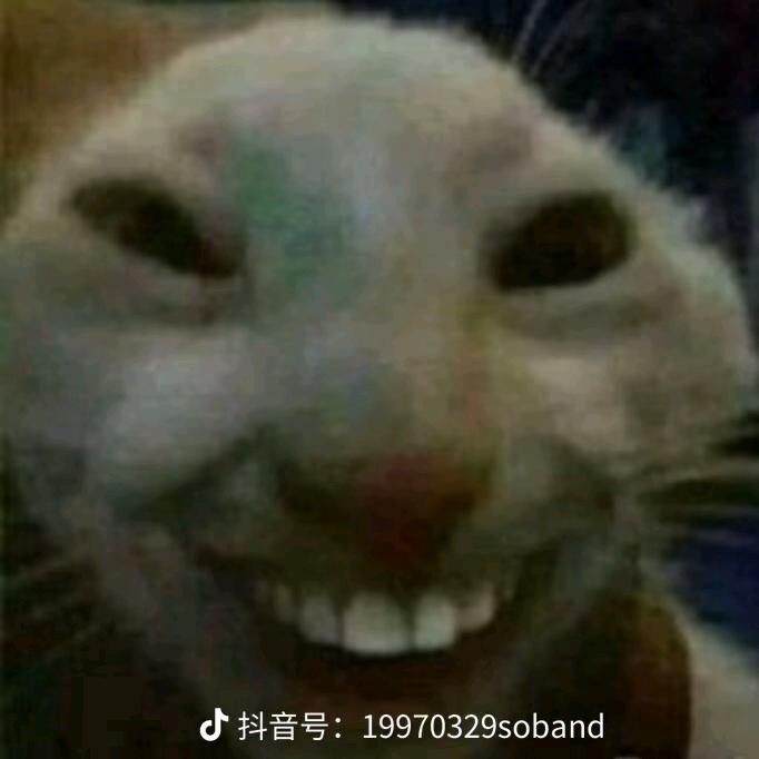 拳击鼠鼠