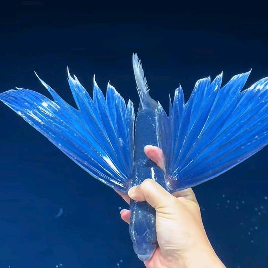 劳燕已纷飞🕊️