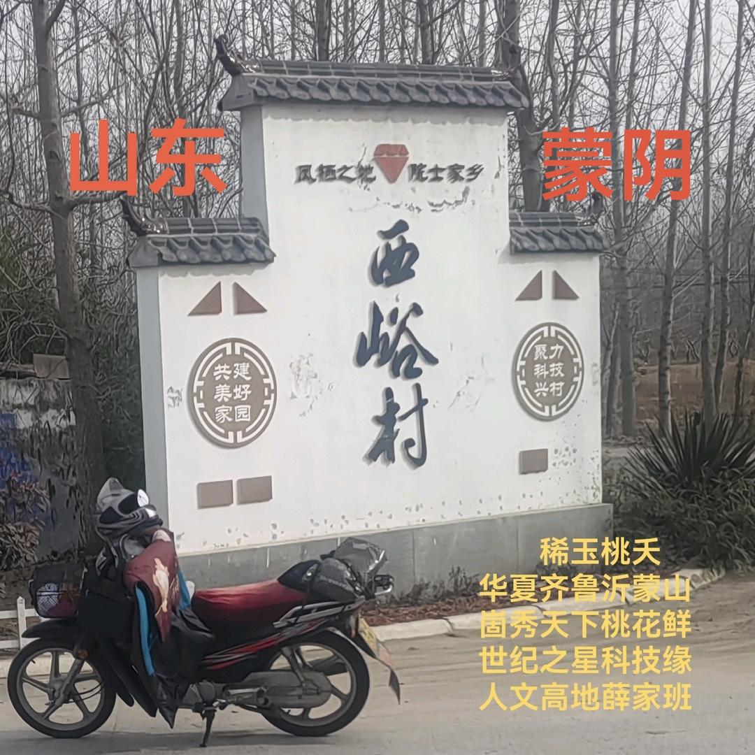 山东桃夭