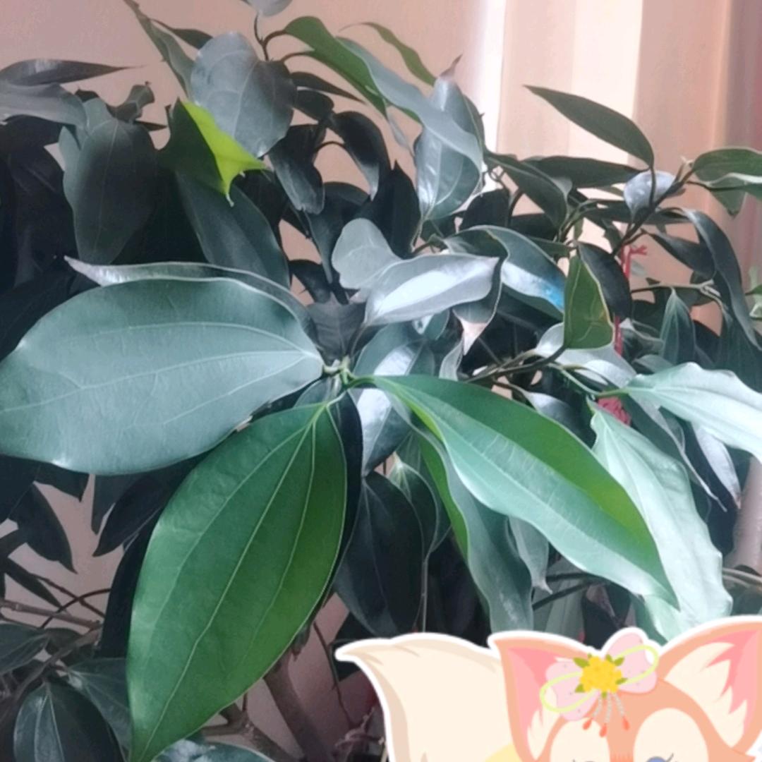 太阳花🌸🌸🌸🌸1314