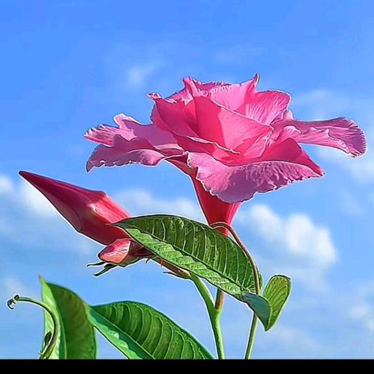 春暖花开，