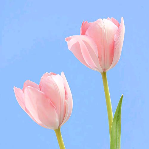 芳