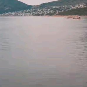 7864溜溜梅