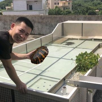 老梁养龟记