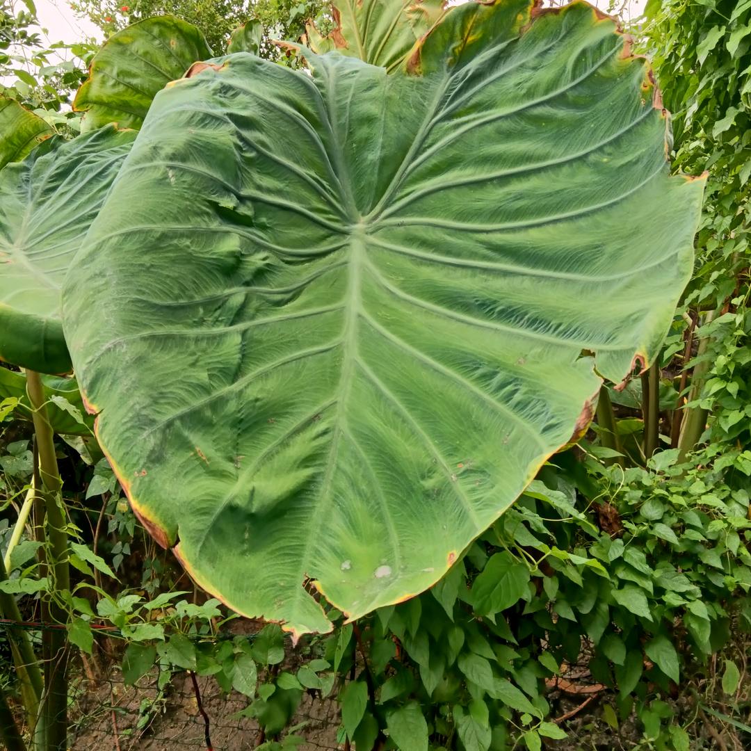 漂洋