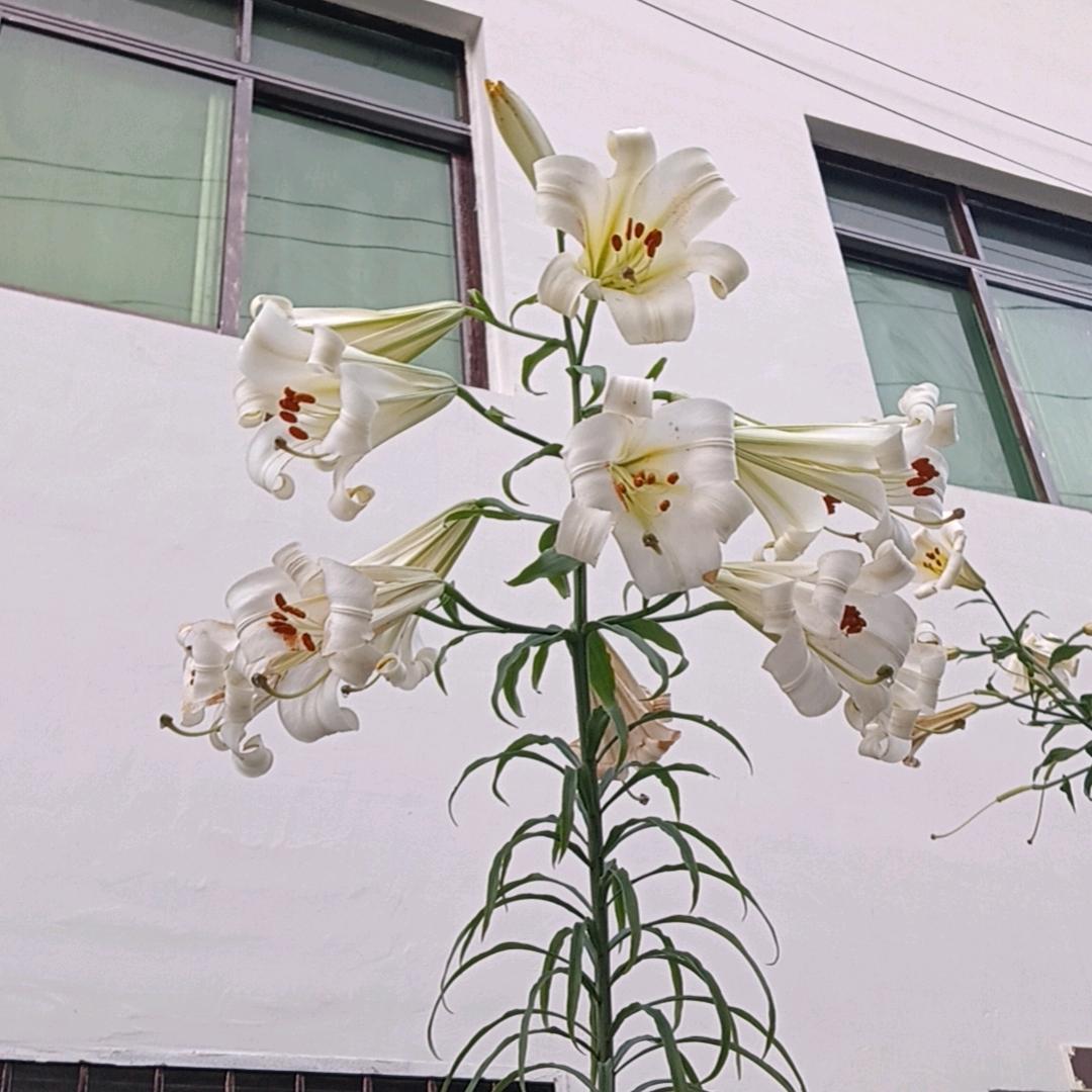 🦋时光不ℯ⃝y语ℒᎭ