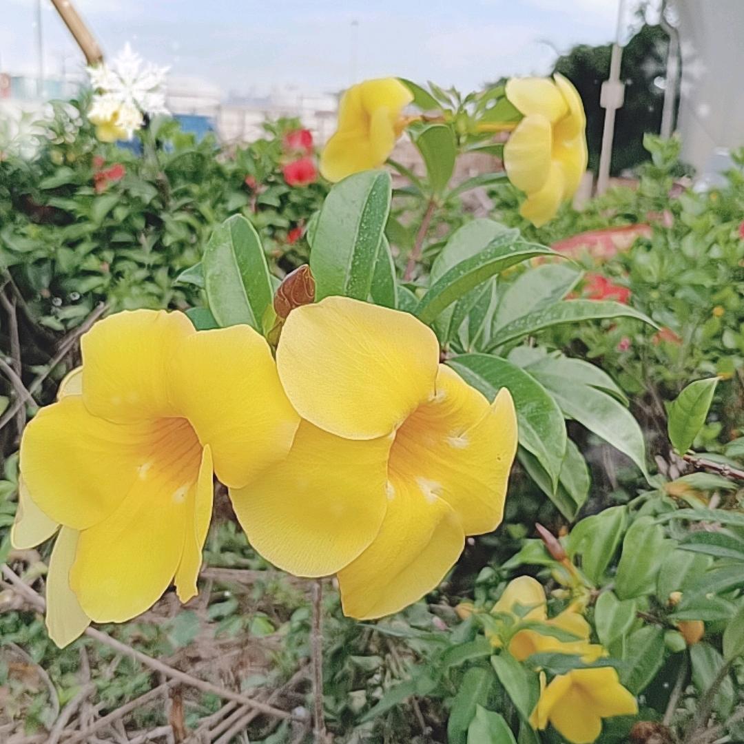 洪湖沙口范少