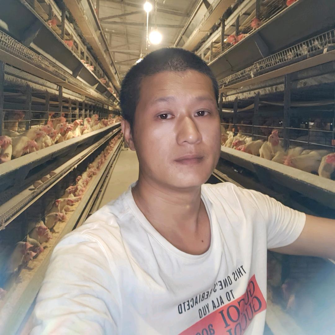 印钞鸡