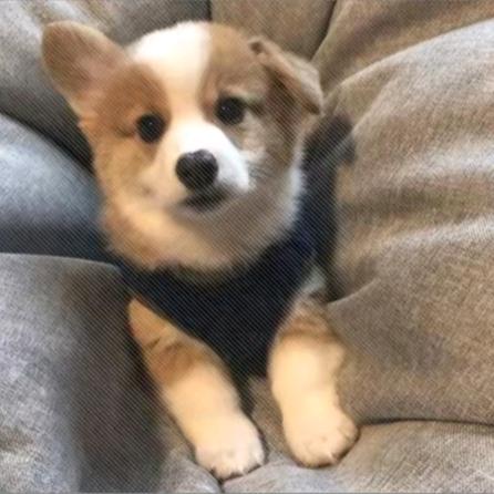 黑饼