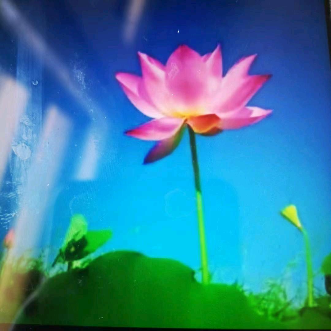 秀花🌺