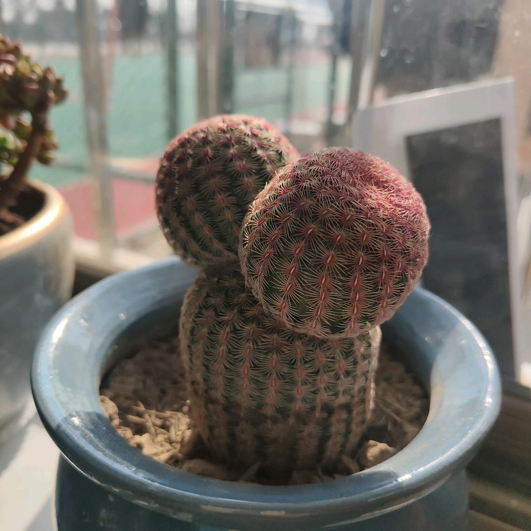 1.L
