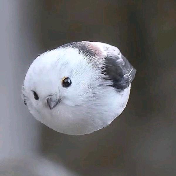 蛋挞蛋挞