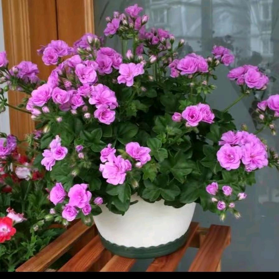 花卉绿植养护