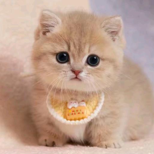 猫宝