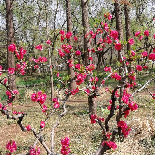无花果