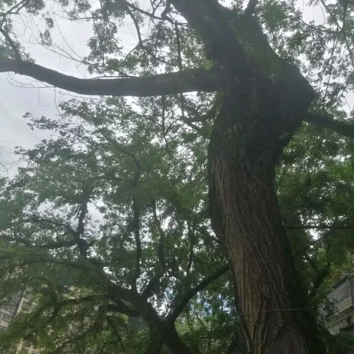 绿心