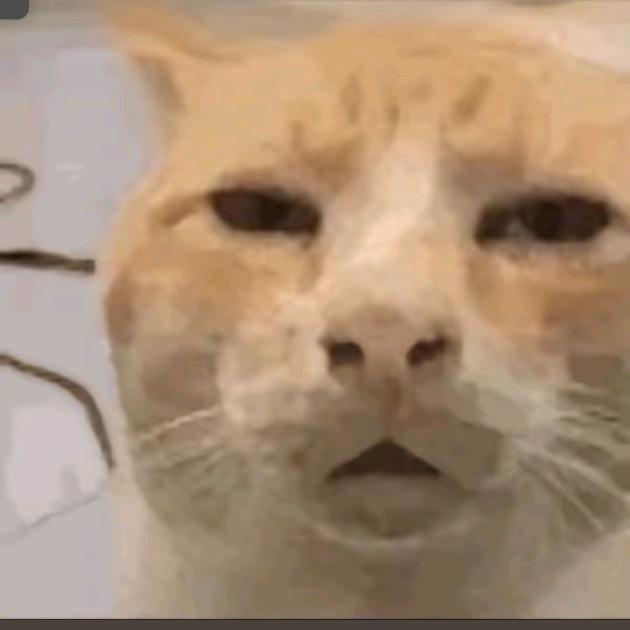 戒猫中心