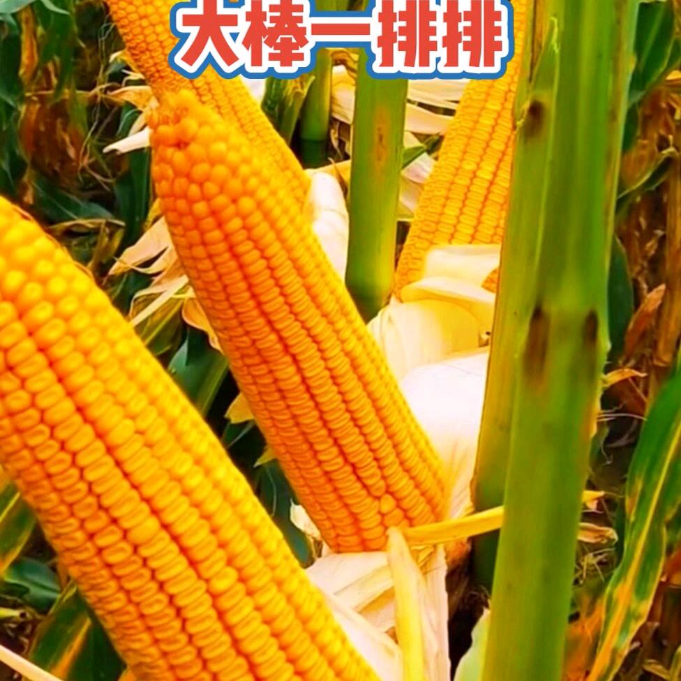 新疆高产玉米种子
