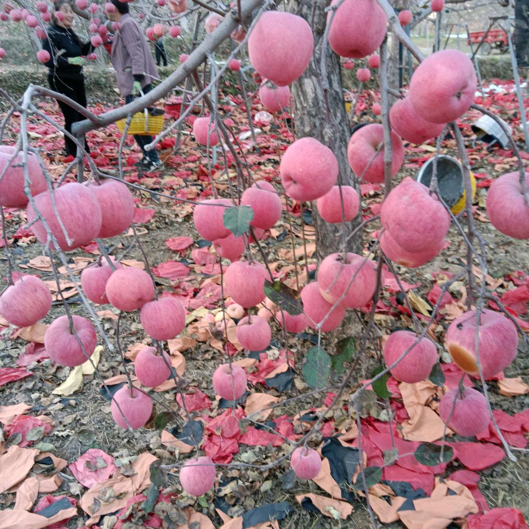 我爱冬天