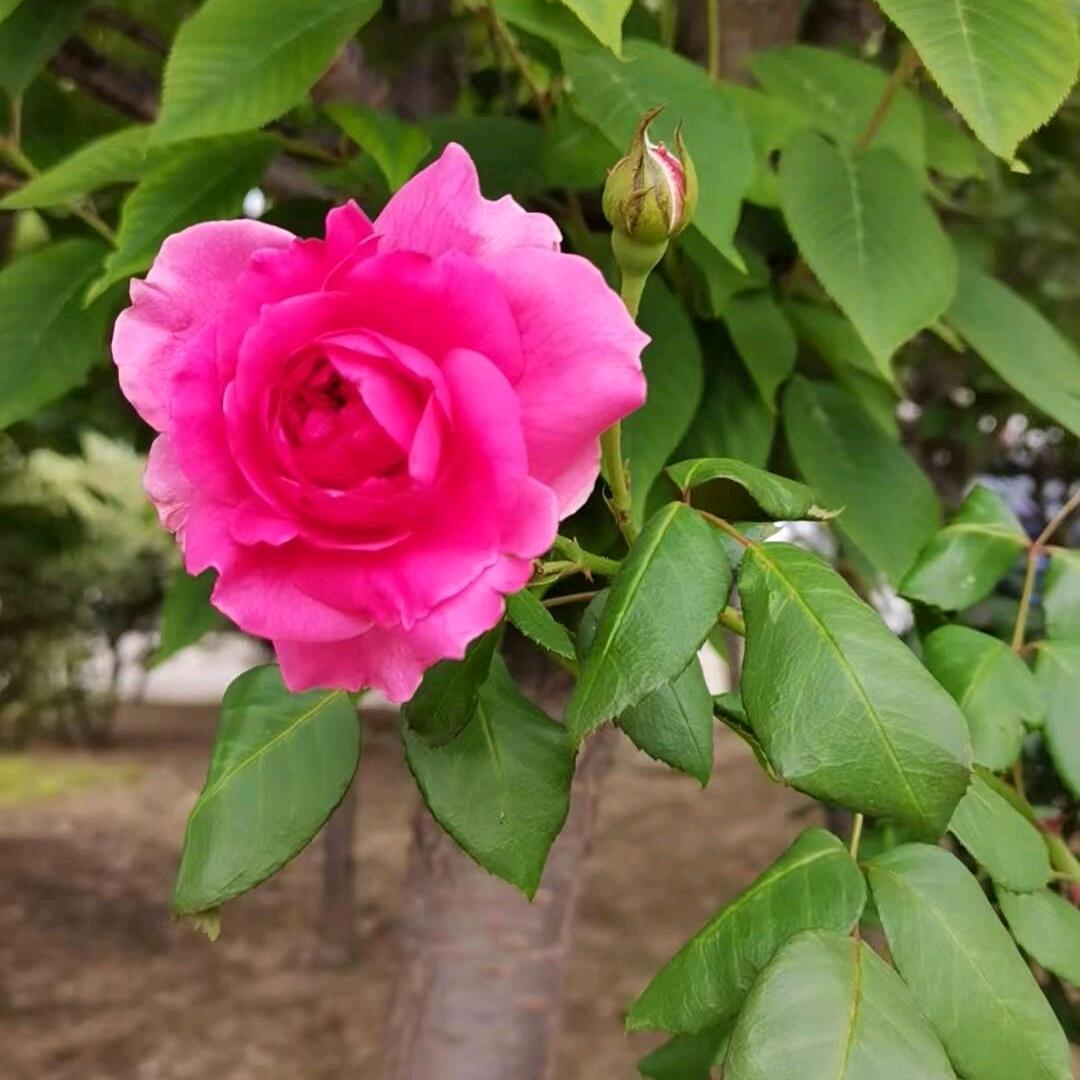 花木爱音乐