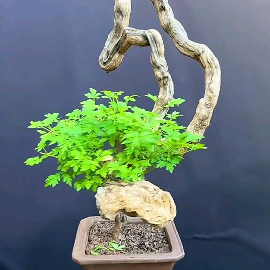 闲雅居士