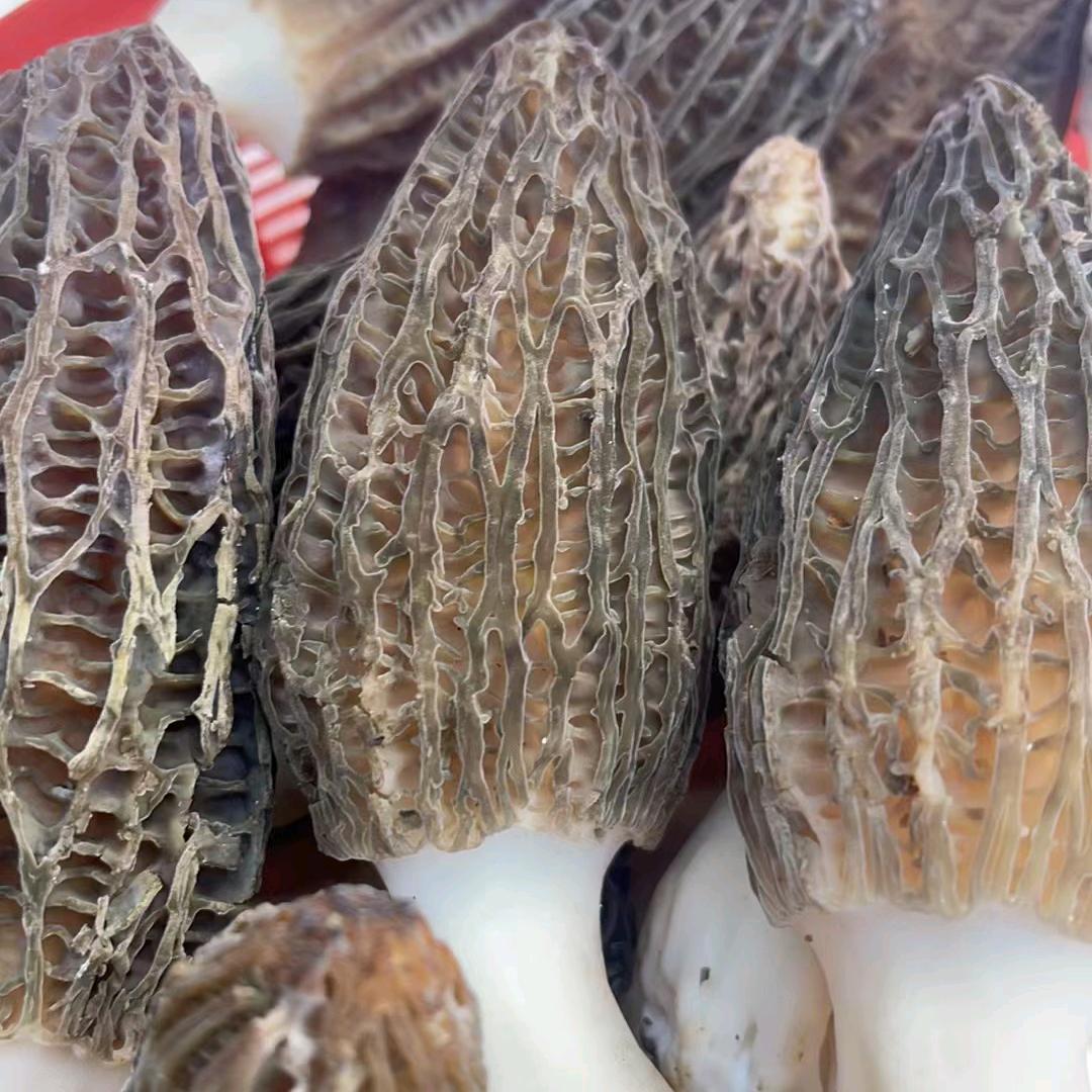 中垦粮《农业》羊肚菌种植！