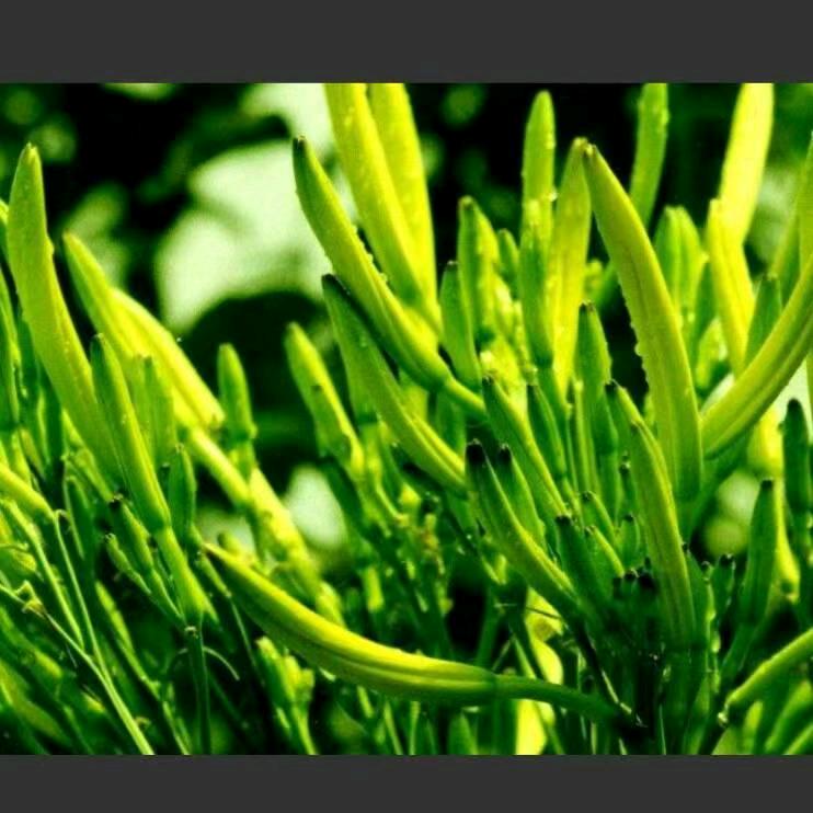 忘忧草