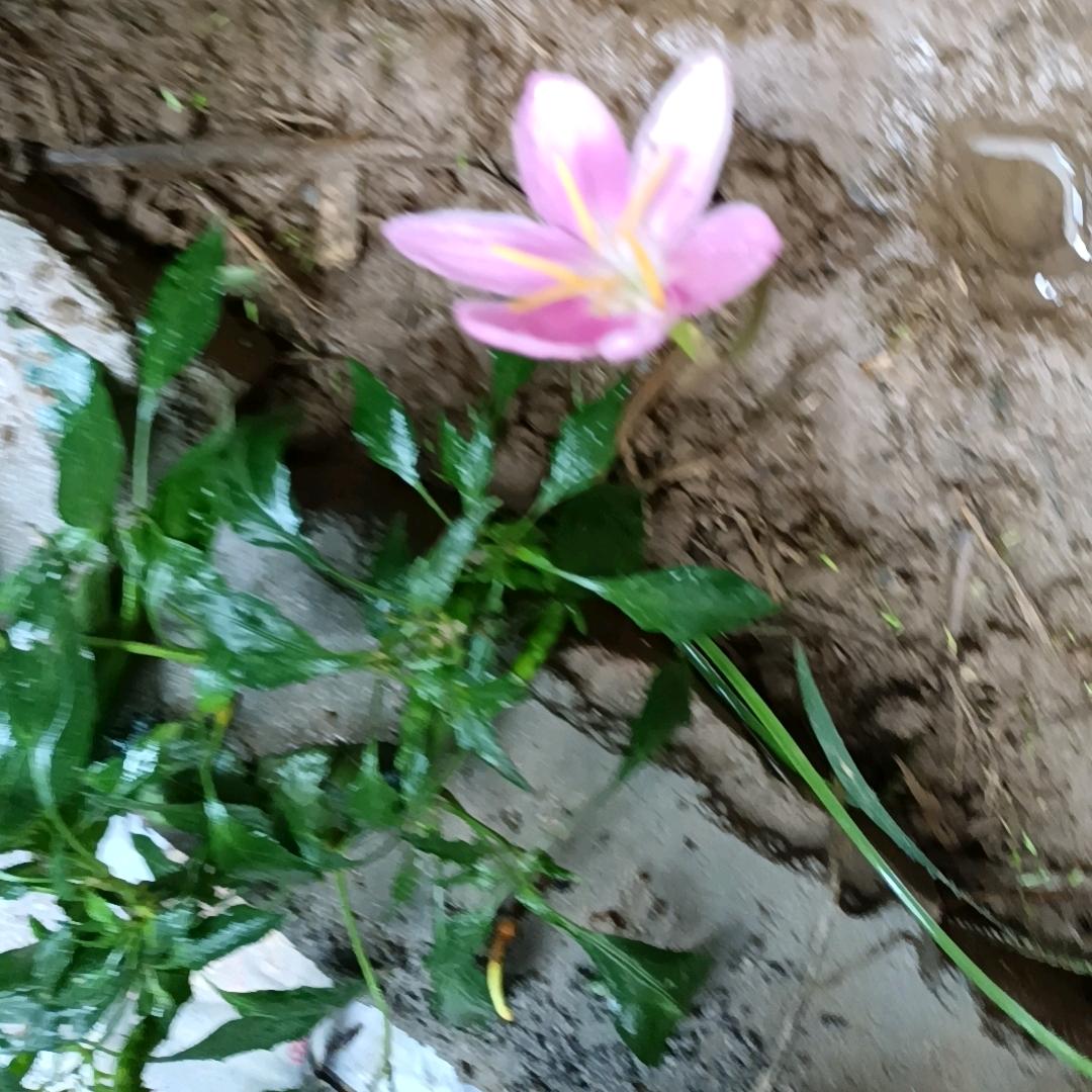 墨香诗影