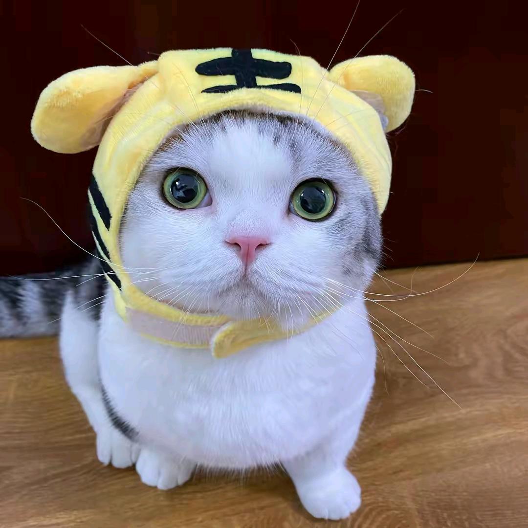 情感加速器