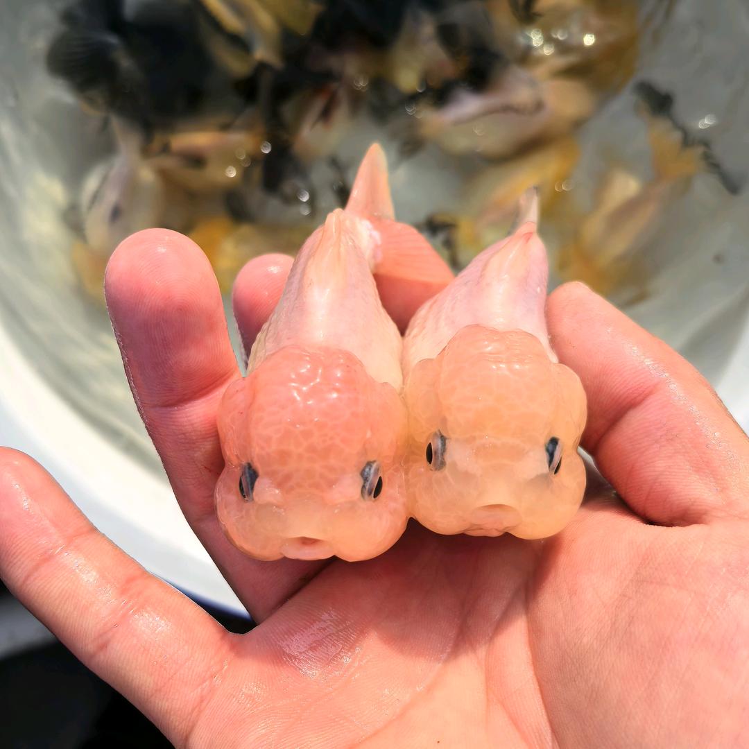 白小白的鱼