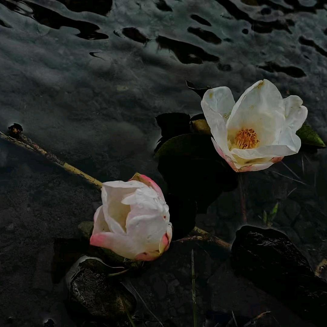 梦里看花655713