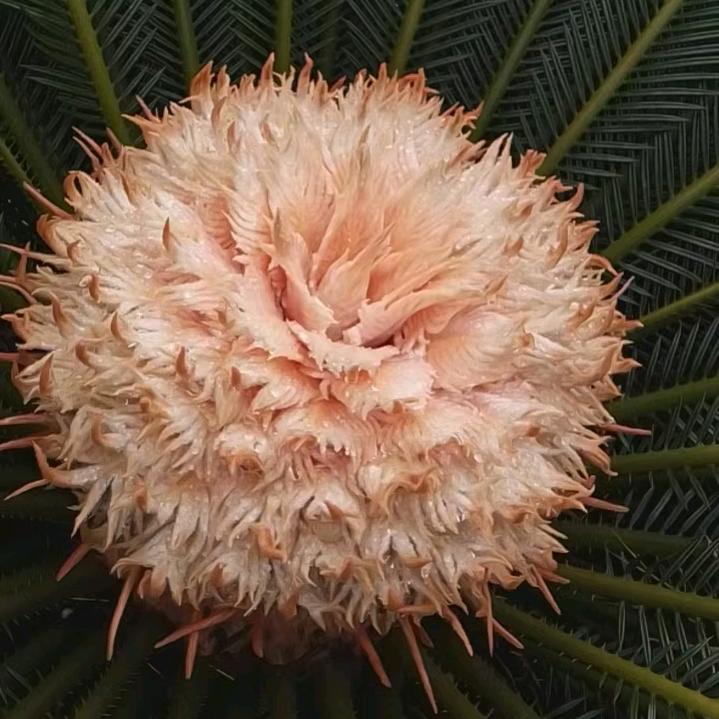 小笨蛋