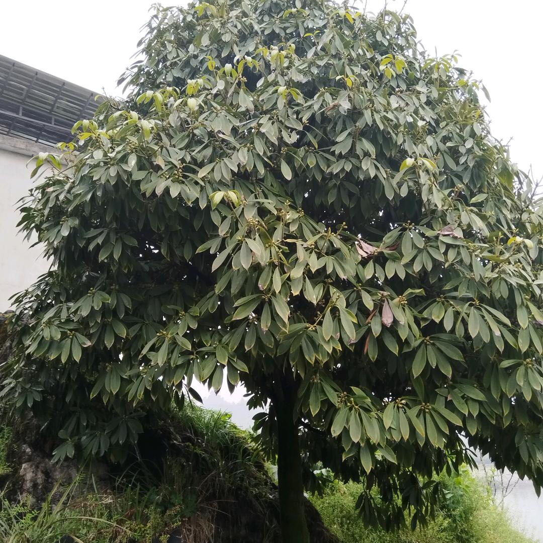 美好的花朵